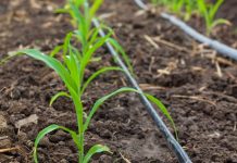 El consejero de Agricultura cree que la nueva planificación hidrológica “condena al secano” a comarcas de Castilla-La Mancha riego