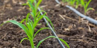 Demanda compensaciones económicas para los regantes manchegos para adaptarse a las nuevas exigencias medioambientales riego