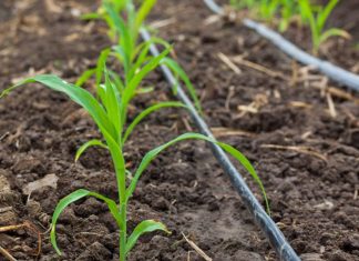 El consejero de Agricultura cree que la nueva planificación hidrológica “condena al secano” a comarcas de Castilla-La Mancha riego