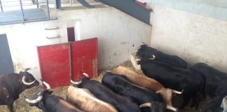 Ganaderos de reses bravas piden prudencia ante celebración de festejos taurinos