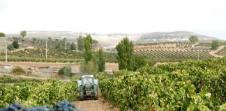 UPA: «La ruina de los viticultores acecha tras la pandemia»