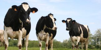 Advierten sobre la bajada de ganaderos productores de leche españoles vacas