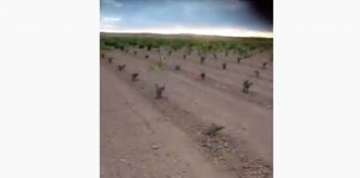 VÍDEO: Los conejos pelan una viña en pleno mes de junio