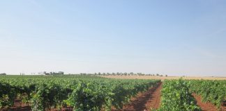 1.468,86 euros por hectárea, por vendimiar en verde en Castilla-La Mancha