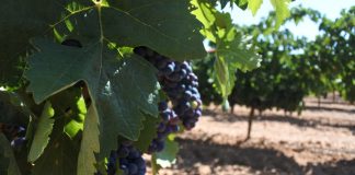 ASAJA Socuéllamos marca los precios mínimos a los que se debería pagar la uva esta vendimia