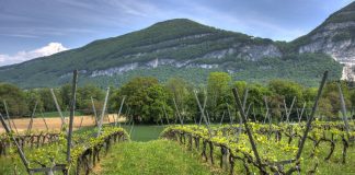 Aprueban un manifiesto en defensa del paisaje del viñedo español viñedo