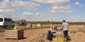 CCOO: “Urge acuerdo al más alto nivel sobre alojamientos de temporeros” Temporeros