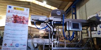 Cada vez más cerca la detección automática de la almendra amarga en la línea de producción