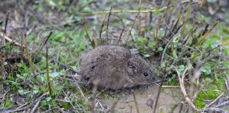 Tularemia, la enfermedad relacionada con la proliferación de topillos que se transmite al ser humano topillo