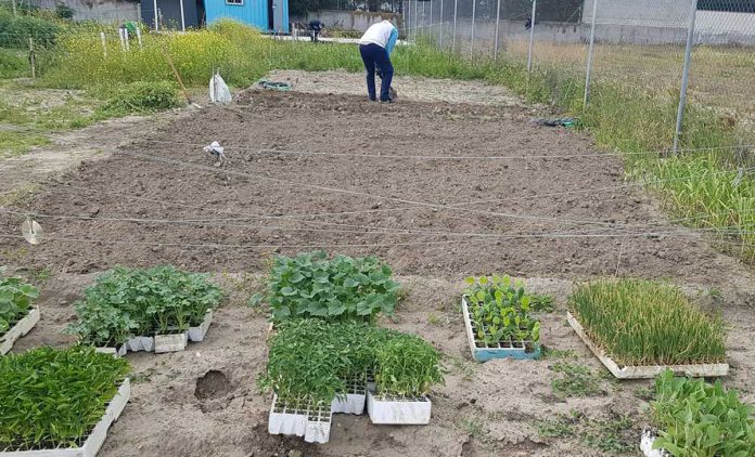 Huerto social en Torrijos-1