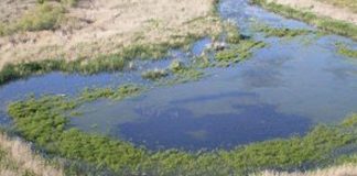 Comisión Europea confirma que «cualquier charco de agua» es un humedal