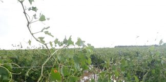 La tormenta de pedrisco daña el viñedo de Socuéllamos (Ciudad Real)