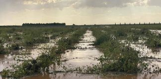 Estima que las tormentas mermarán considerablemente la cosecha de uva en Castilla-La Mancha