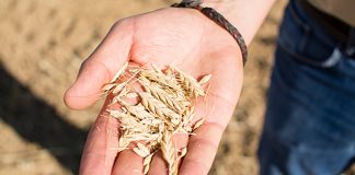 UPA: “No es posible la sostenibilidad sin rentabilidad”