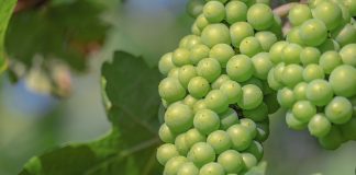 ¿Dónde cuesta más y dónde menos producir uva en España?