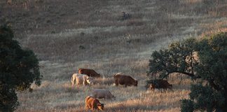 Uno de cada cuatro ganaderos de vacuno de carne está en edad de jubilación vacas