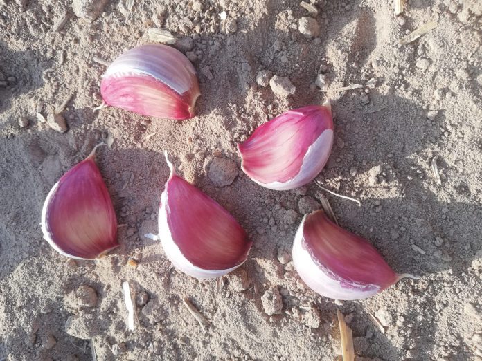ajo morado