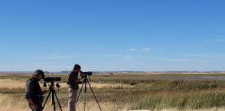 Las pequeñas aves palustres migratorias en el punto de mira
