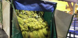 Excedentes, cosecha, consumo y exportaciones marcarán la próxima vendimia descarga de uva