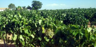 Buenas perspectivas de vendimia en la Cooperativa El Progreso