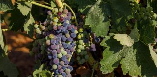 Envero marca cuenta atrás para la vendimia en DO La Mancha