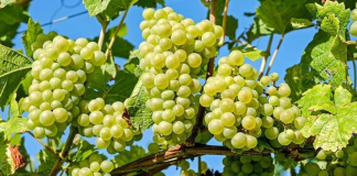 VidOrgan, el mejor alimento para el viñedo que cuida del medio ambiente