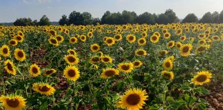 Confía en unos precios del girasol por encima de la campaña anterior girasoles