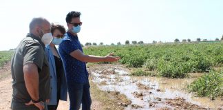 Comprueba los daños del granizo en el viñedo de Socuéllamos