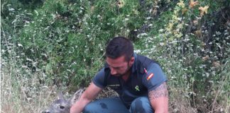 Salva a hembra de corzo y su cría de muerte segura