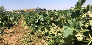 Menos melón y sandía en una campaña con buena demanda y precios más altos melón