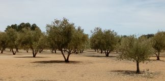 Opciones para revertir el “desierto” que es el olivar en España olivar