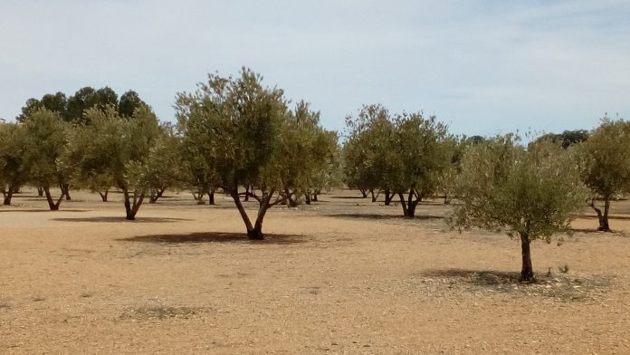 olivo olivar olivar