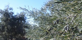 Avances en proyecto regadío para 1.200 agricultores del Campo de Montiel