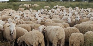 Próximo pago de las ayudas acopladas PAC para sector ovino ovejas manchegas
