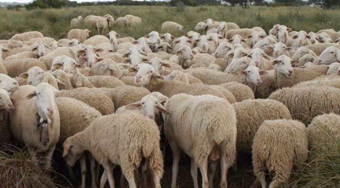Modifican las zonas de protección y vigilancia frente a la viruela ovina y caprina en Castilla-La Mancha ovejas manchegas