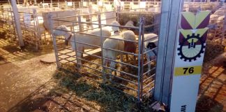 Cinco millones para reposición de ovejas de las explotaciones de Castilla-La Mancha afectadas por la viruela ovina ovejas