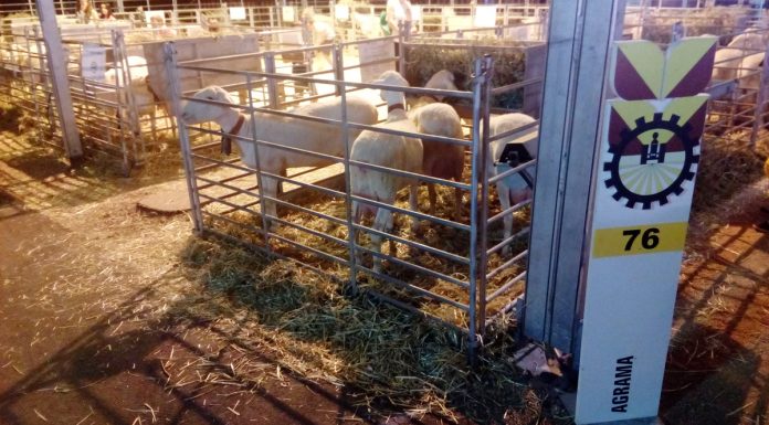 Cinco millones para reposición de ovejas de las explotaciones de Castilla-La Mancha afectadas por la viruela ovina ovejas