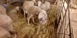 Establecidos los importes de las ayudas asociadas para explotaciones de ovino, caprino, vaca nodriza y vacuno de leche