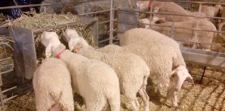 Anuncia la concesión de ayudas para reposición de ganado en explotaciones afectadas por viruela ovina