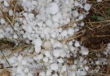Los pedriscos de este agosto causan daños en 22.300 hectáreas de cultivos asegurados pedrisco