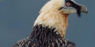 ¿En qué situación se encuentra el quebrantahuesos en España?