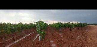 VIDEO: Cultivos y caminos anegados en La Mancha tras las tormentas