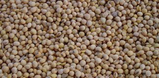 Trazará el mapa de la soja sostenible en España soja