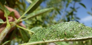 Advierten de los ataques del tigre del almendro en verano