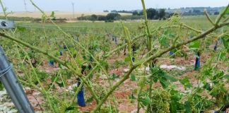 Las tormentas siguen provocando graves daños en las viñas de Albacete