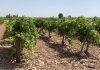 El Tribunal Supremo rechaza los recursos de los regantes del Guadiana, Júcar y el Tajo contra los planes hidrológicos Viña riego