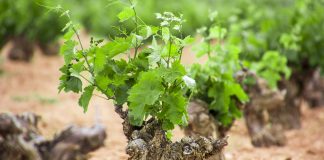 La nueva PAC contemplará una ayuda de 100 euros por hectárea para la viña de secano en vaso viña