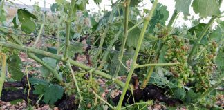 25.000 hectáreas de cultivos afectadas por tormentas solo en Castilla-La Mancha