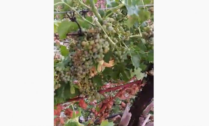 viña video pedrisco