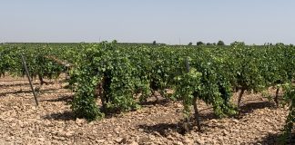 Virus del entrenudo corto y virus del enrollado, enfermedades que causan graves daños a la vid